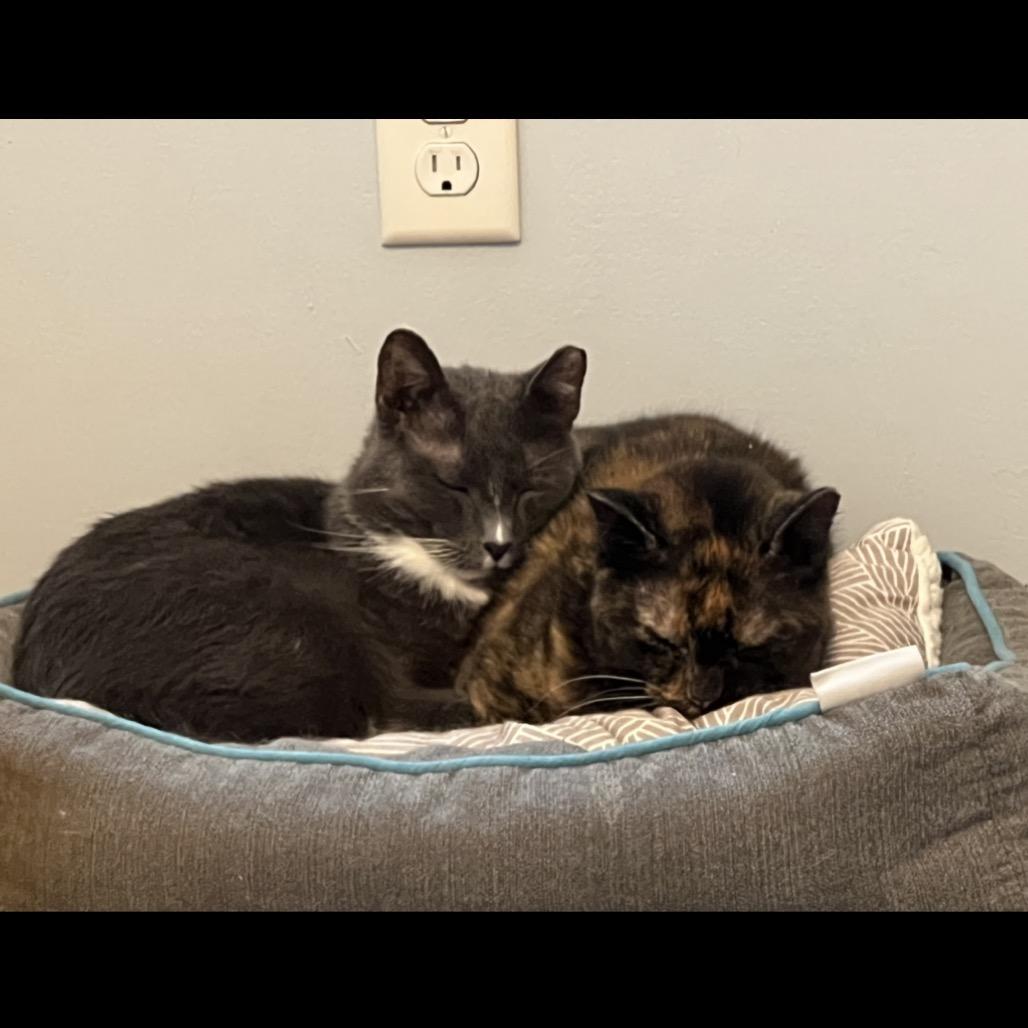 Ducky 2.0 — thumbnail 4