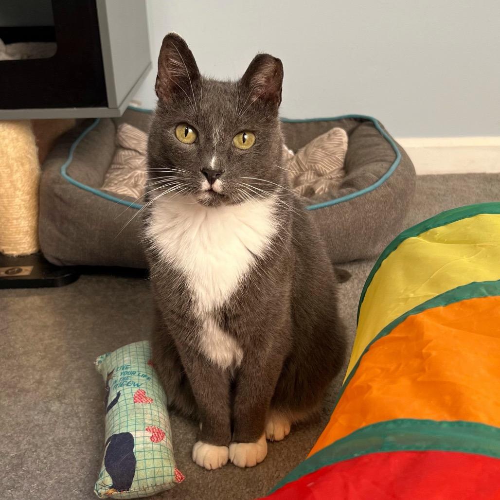 Ducky 2.0, Adoptable, Senior Male Domestic Short Hair.