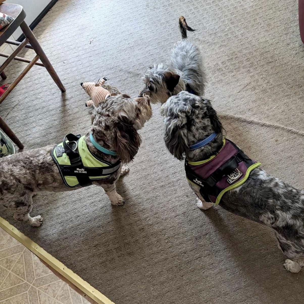 Enlarge Mochi, a Adoptable Cockapoo in Garner, NC image 2/3