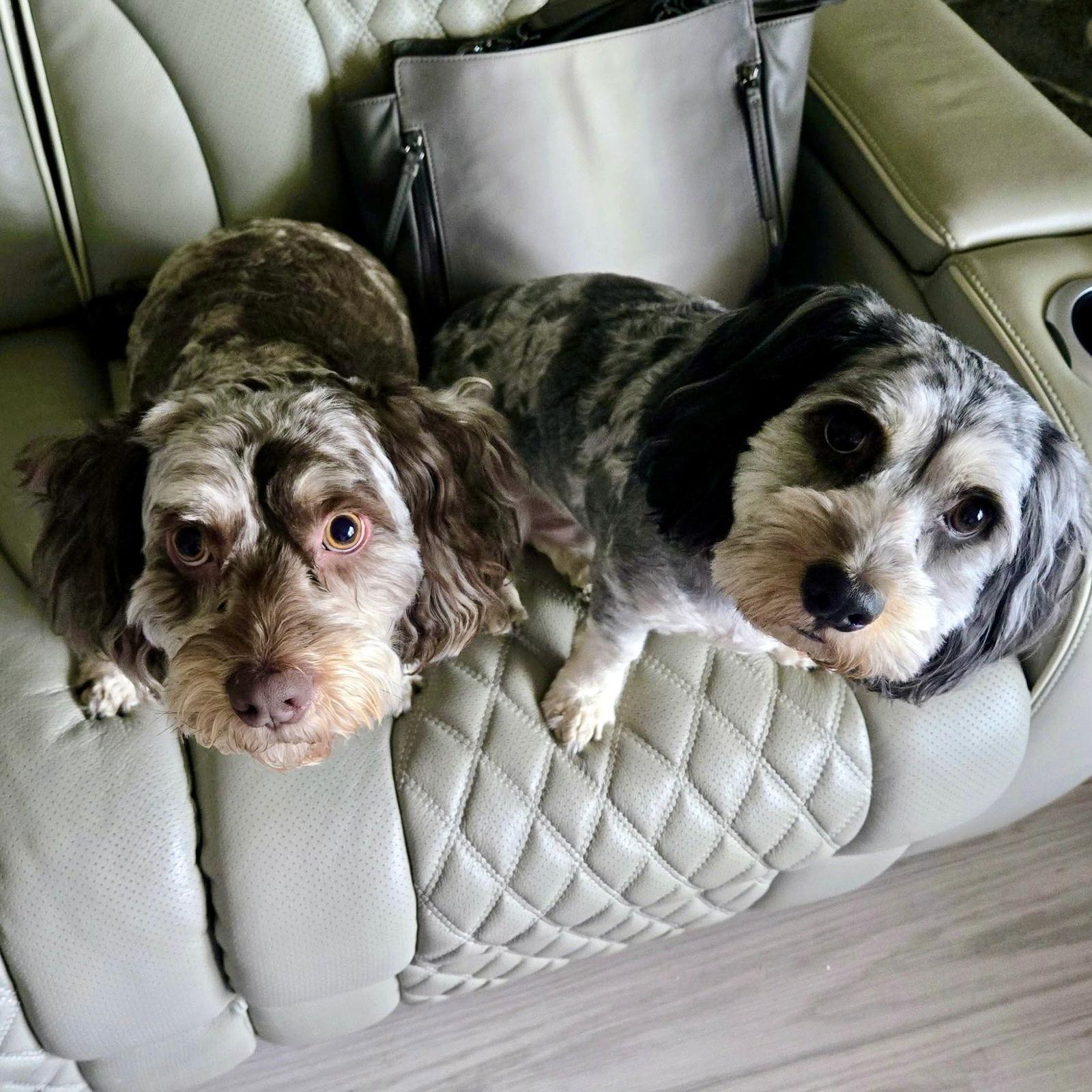 Mochi, Adoptable, Adult Male Cockapoo.