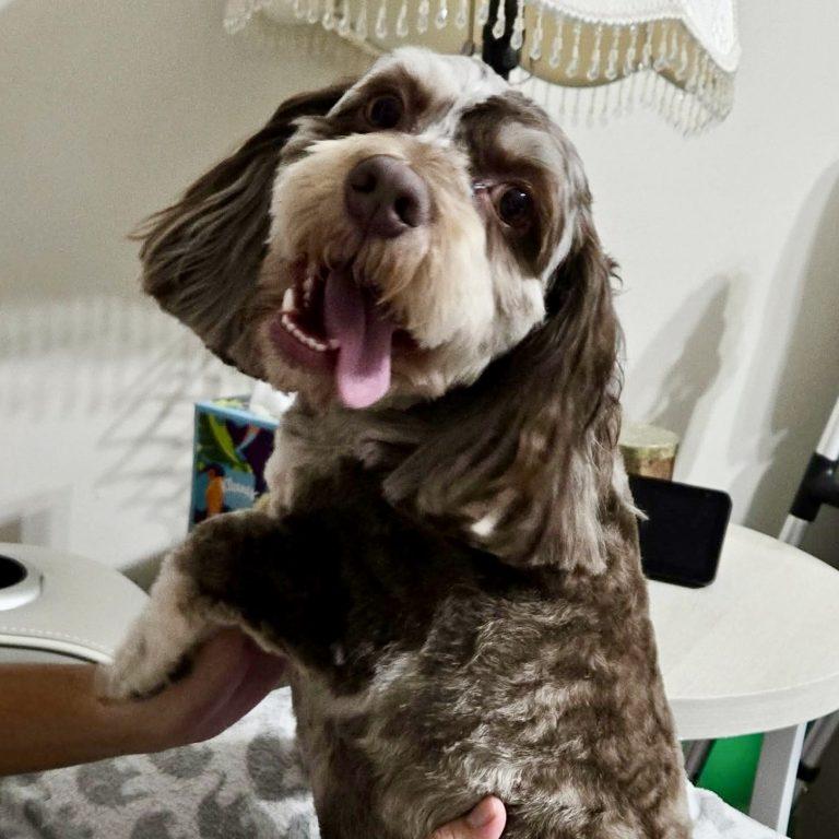 Enlarge Mochi, a Adoptable Cockapoo in Garner, NC image 3/3