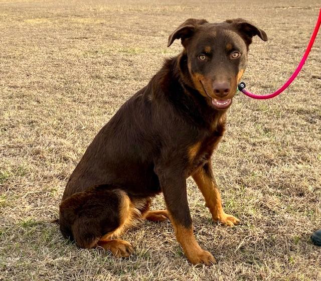 Duke, ADOPTABLE, Young Male Australian Kelpie.
