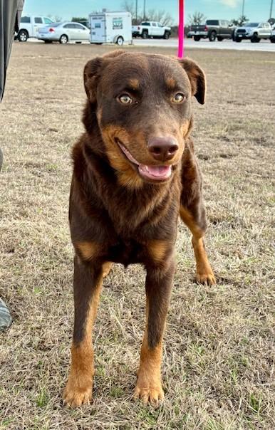 Enlarge Duke, a ADOPTABLE mixed breed in Austin, TX image 2/4