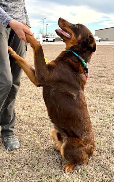 Enlarge Duke, a ADOPTABLE mixed breed in Austin, TX image 3/4
