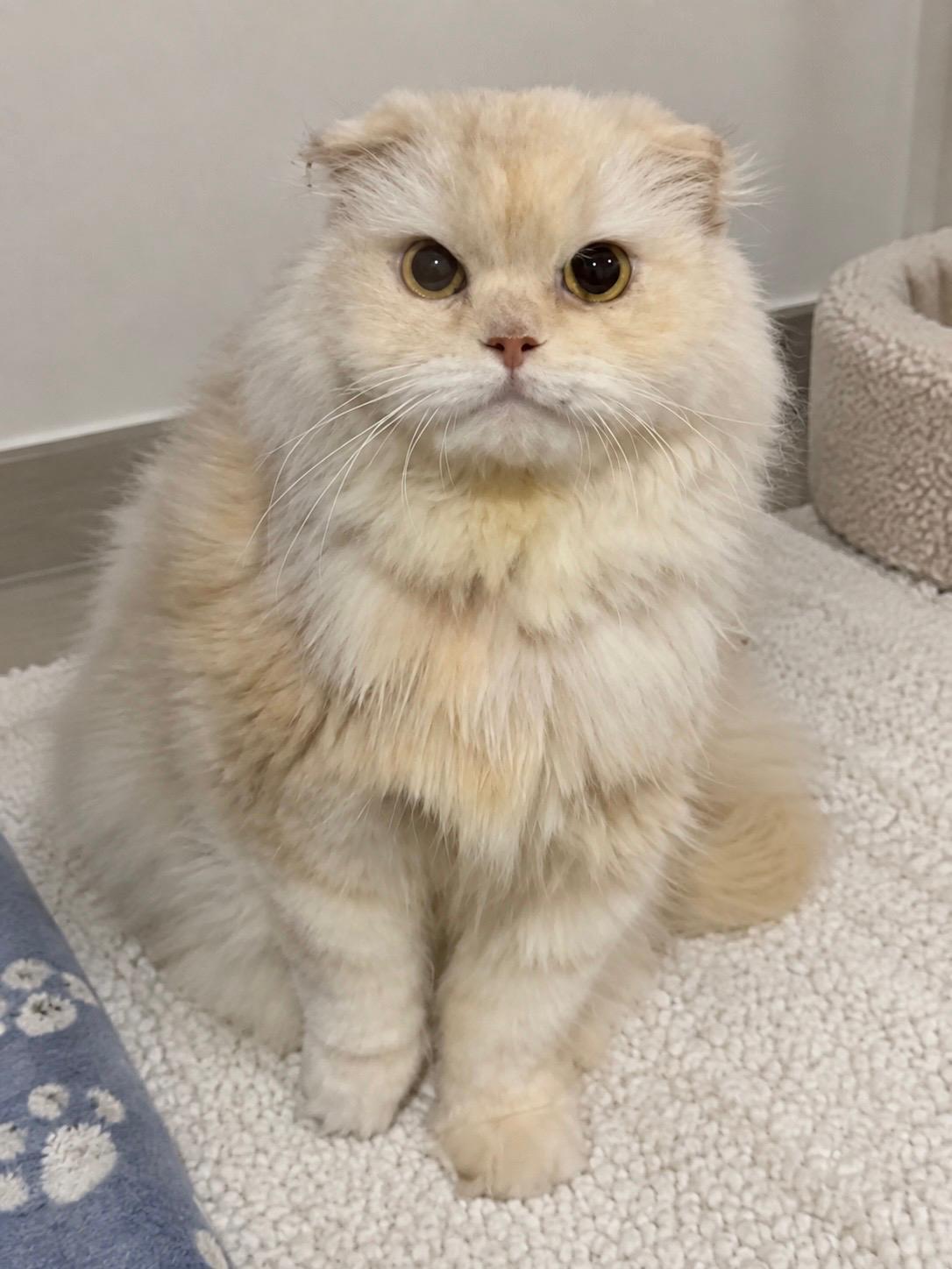 Enlarge Helen, a Adoptable Scottish Fold in Snow Hill, MD image 1/2