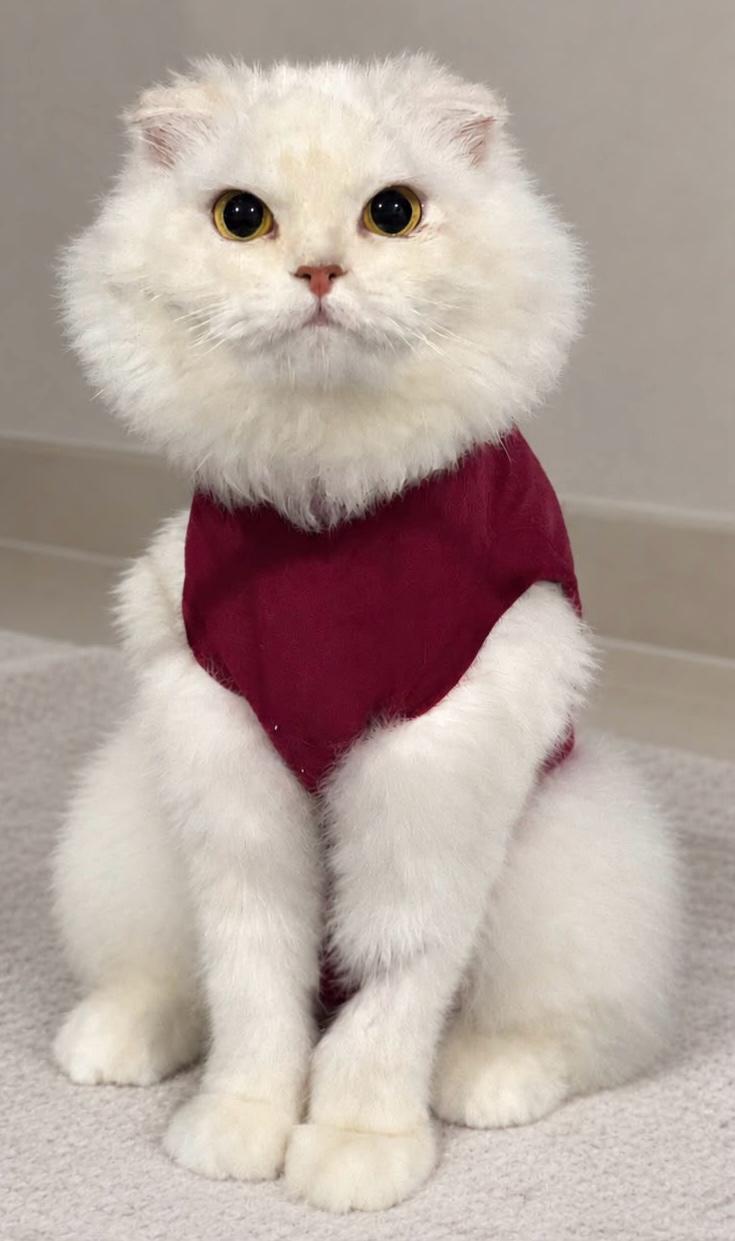 Enlarge Helen, a Adoptable Scottish Fold in Snow Hill, MD image 2/2