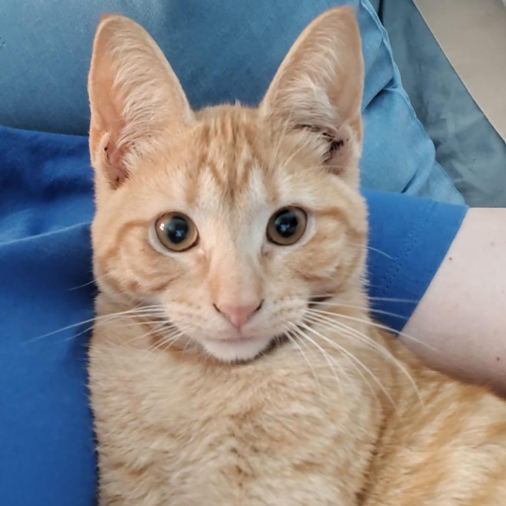 Enlarge Timmy, a Adoptable American Shorthair in Foley, AL image 1/4