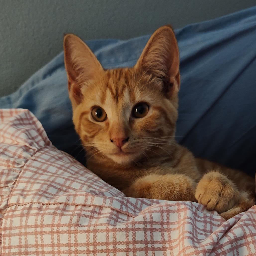 Enlarge Timmy, a Adoptable American Shorthair in Foley, AL image 2/4