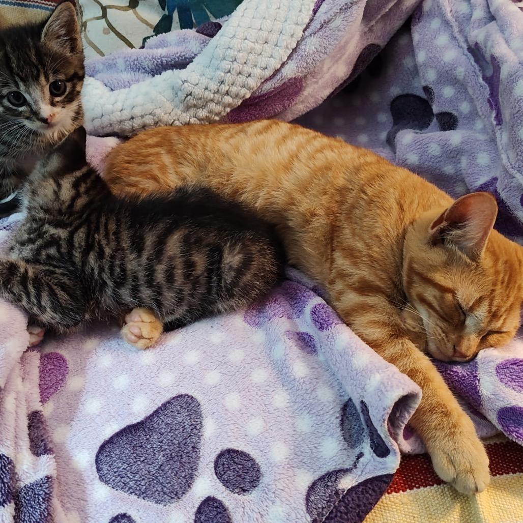 Enlarge Timmy, a Adoptable American Shorthair in Foley, AL image 3/4