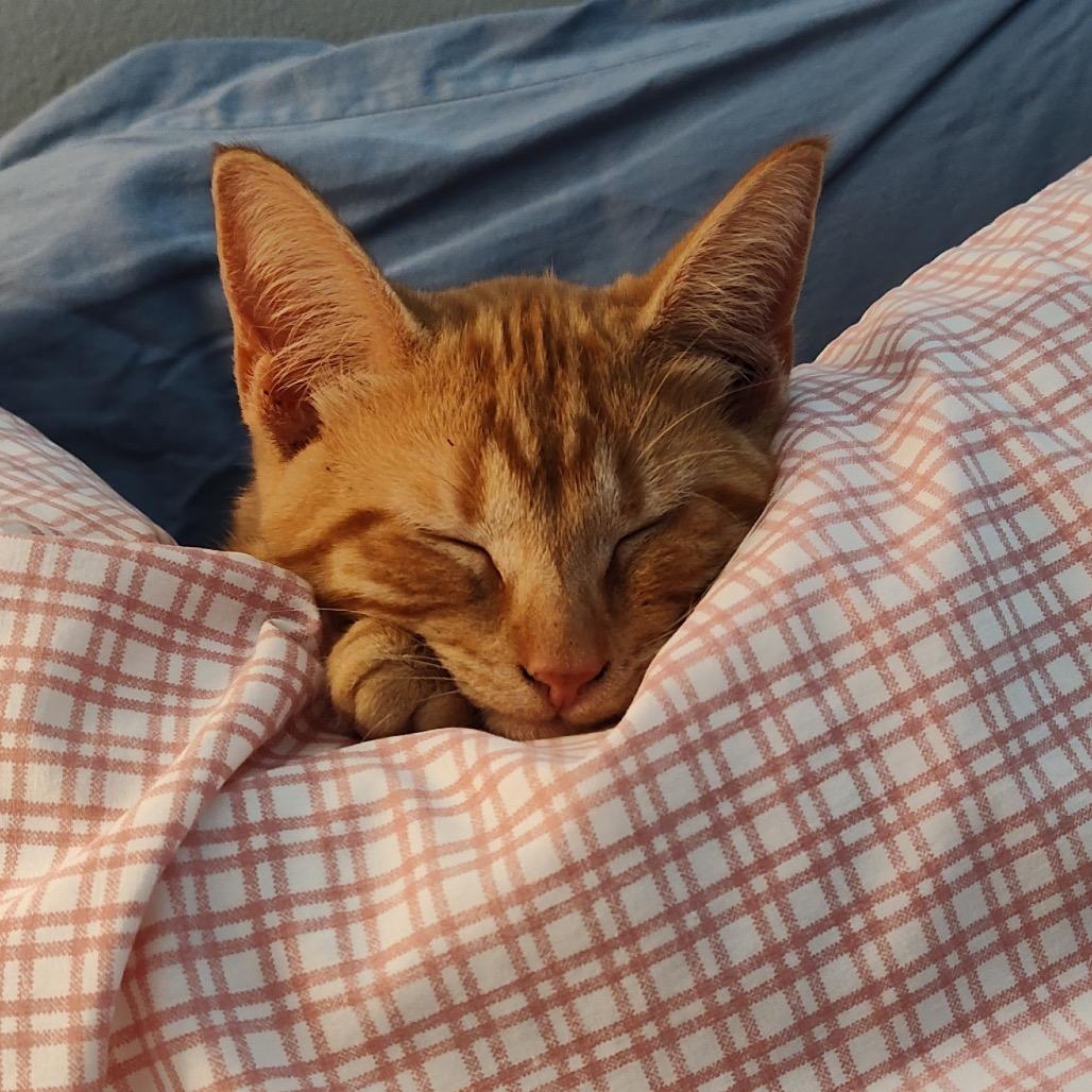 Enlarge Timmy, a Adoptable American Shorthair in Foley, AL image 4/4