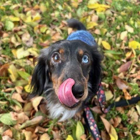 Gnomie, adopted, Young Male Dachshund (Miniature Long Haired).