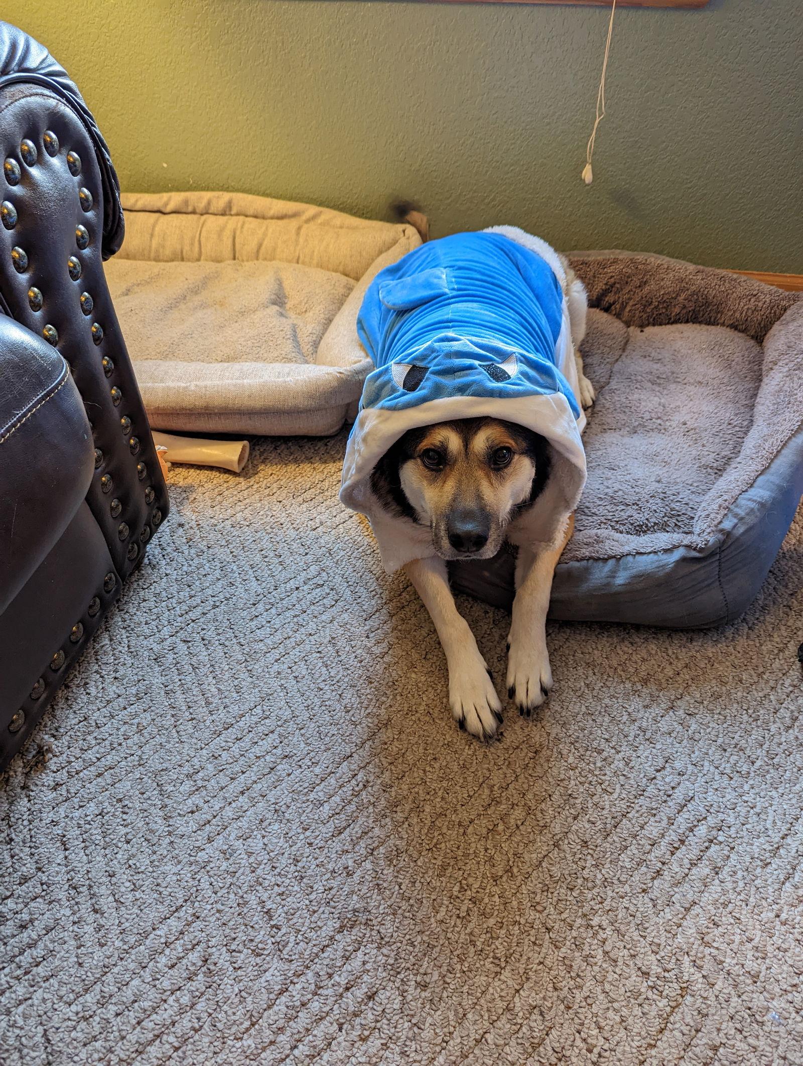 Phoebe, Adoptable, Adult Female German Shepherd Dog.