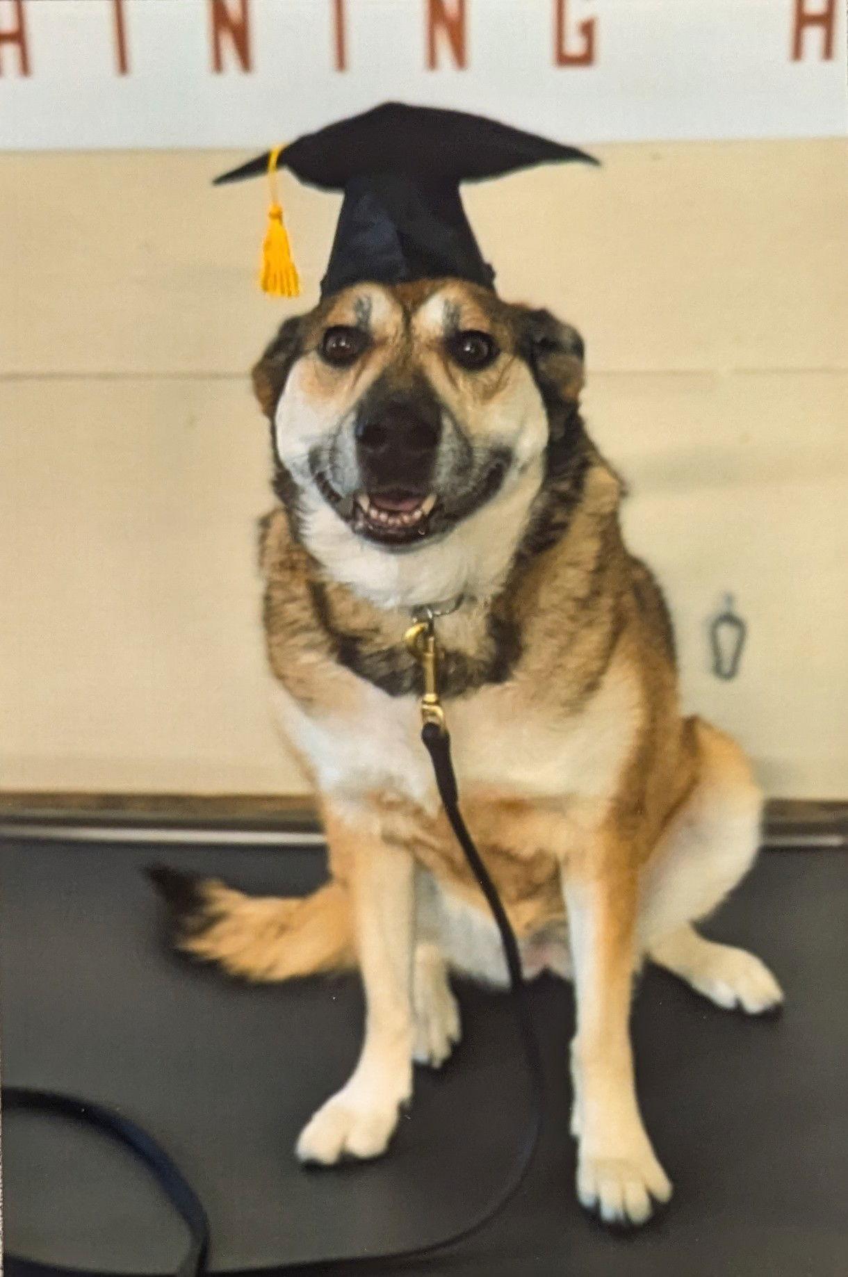 Phoebe, a Adoptable German Shepherd Dog in Fort Collins, CO image 2/3