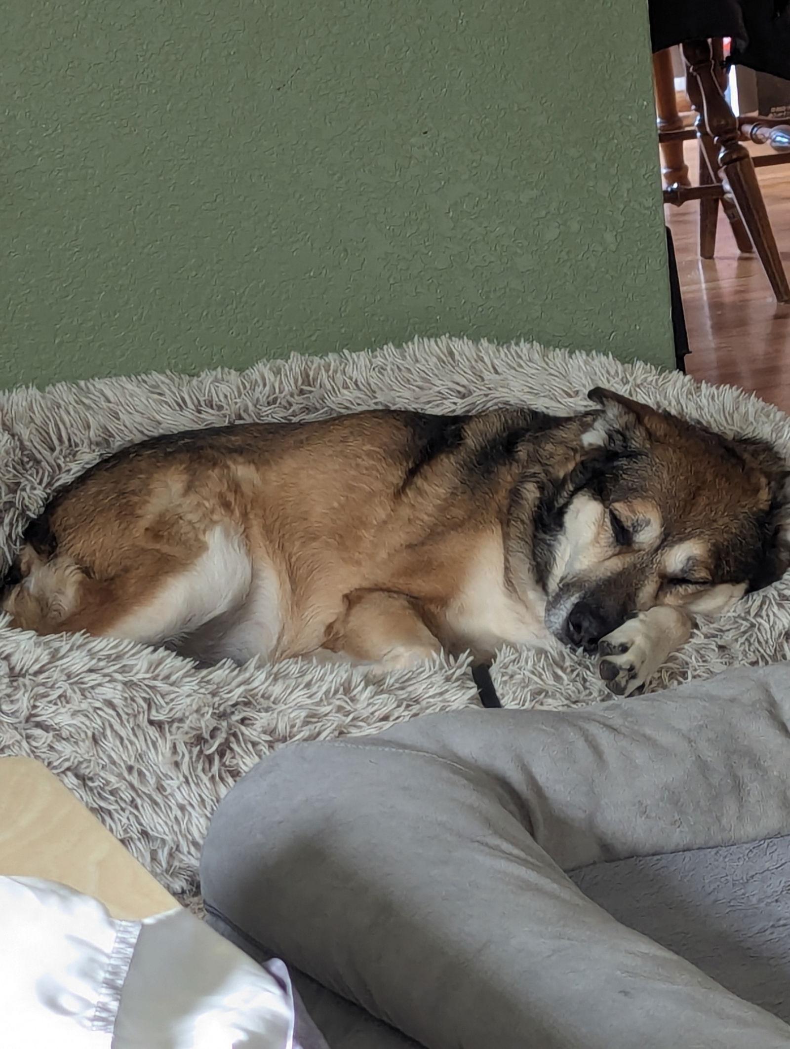 Phoebe, a Adoptable German Shepherd Dog in Fort Collins, CO image 3/3