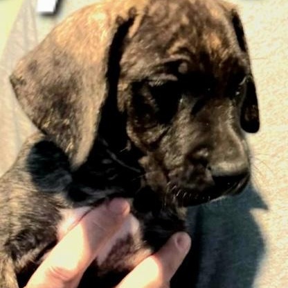 Peanut, an adopted mixed breed in Parma, OH image 2/2