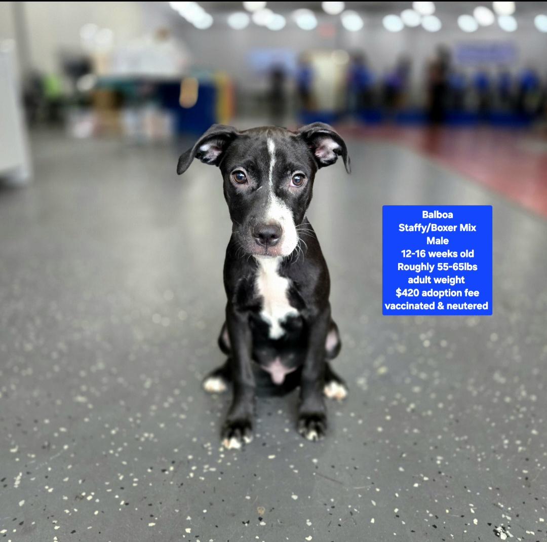 Enlarge Balboa, a ADOPTABLE mixed breed in Oviedo, FL image 1/1