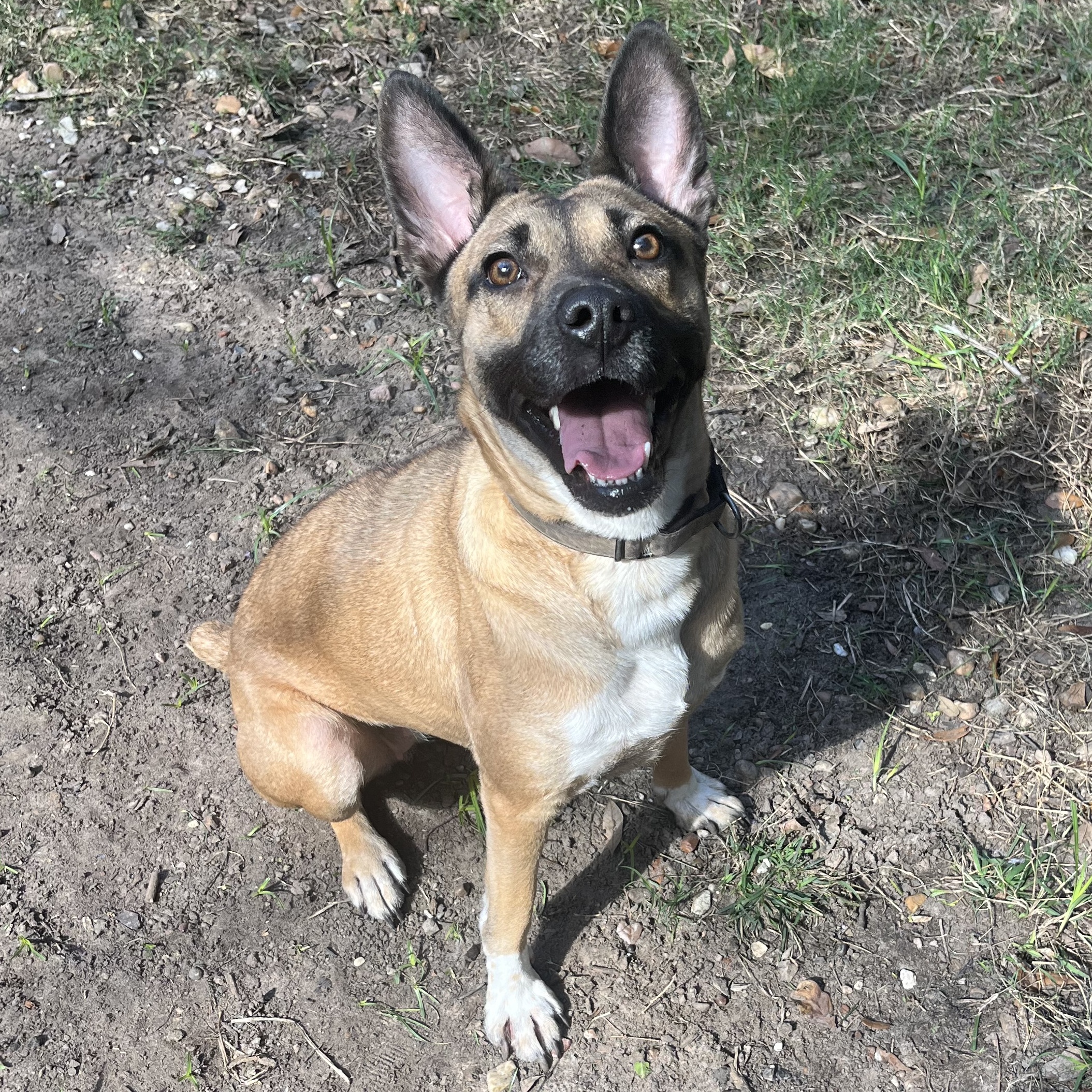 LOLA BUNNY (aka Bunny Goat)