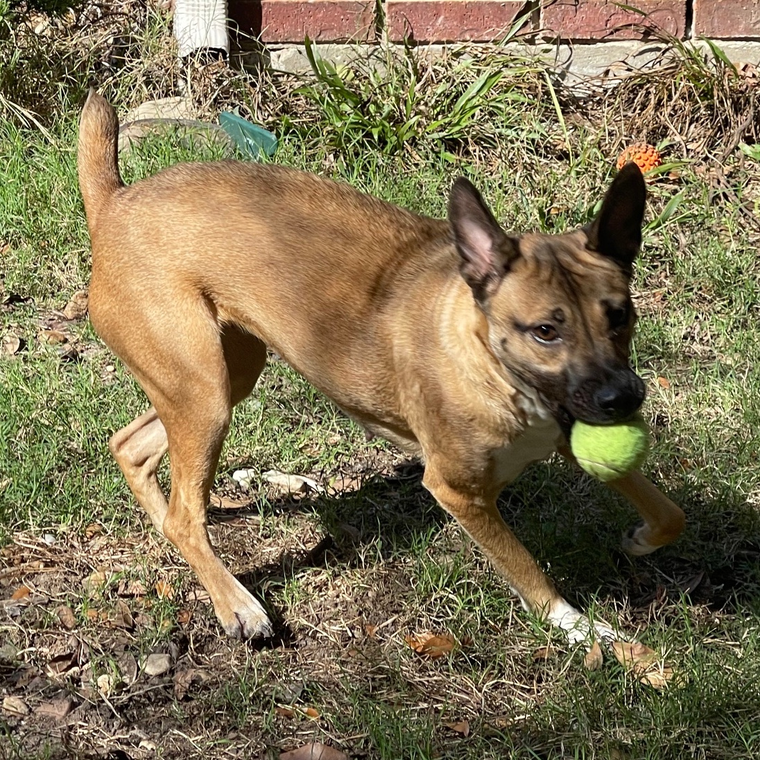 LOLA BUNNY (aka Bunny Goat) — thumbnail 3