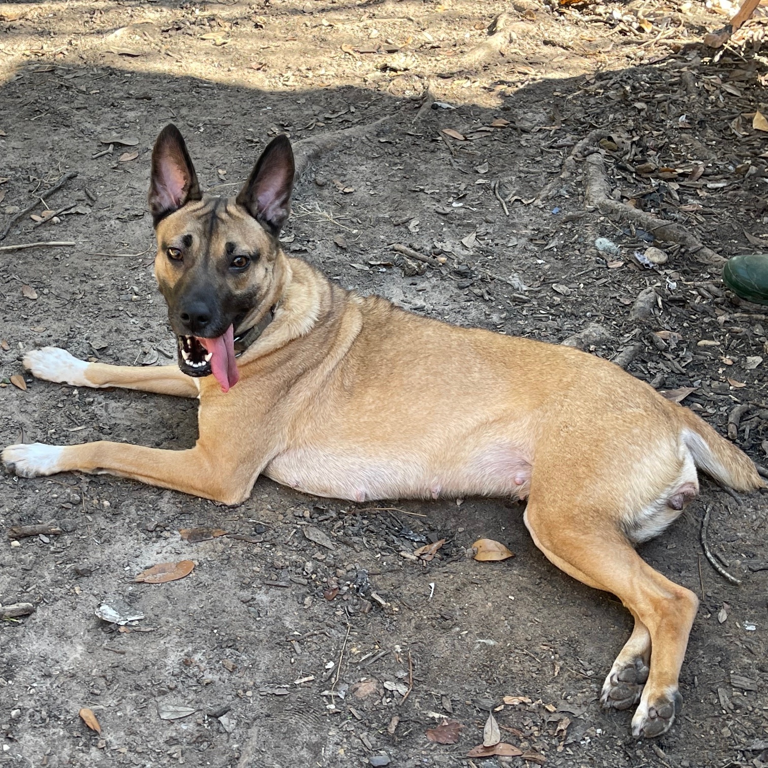 LOLA BUNNY (aka Bunny Goat) — thumbnail 4