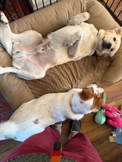 Elton, Adopted, Adult Male Great Pyrenees & Labrador Retriever.