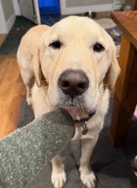 Elton, a Adopted mixed breed in Bend, OR image 2/3