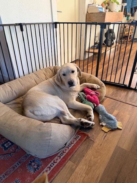 Elton, a Adopted mixed breed in Bend, OR image 3/3