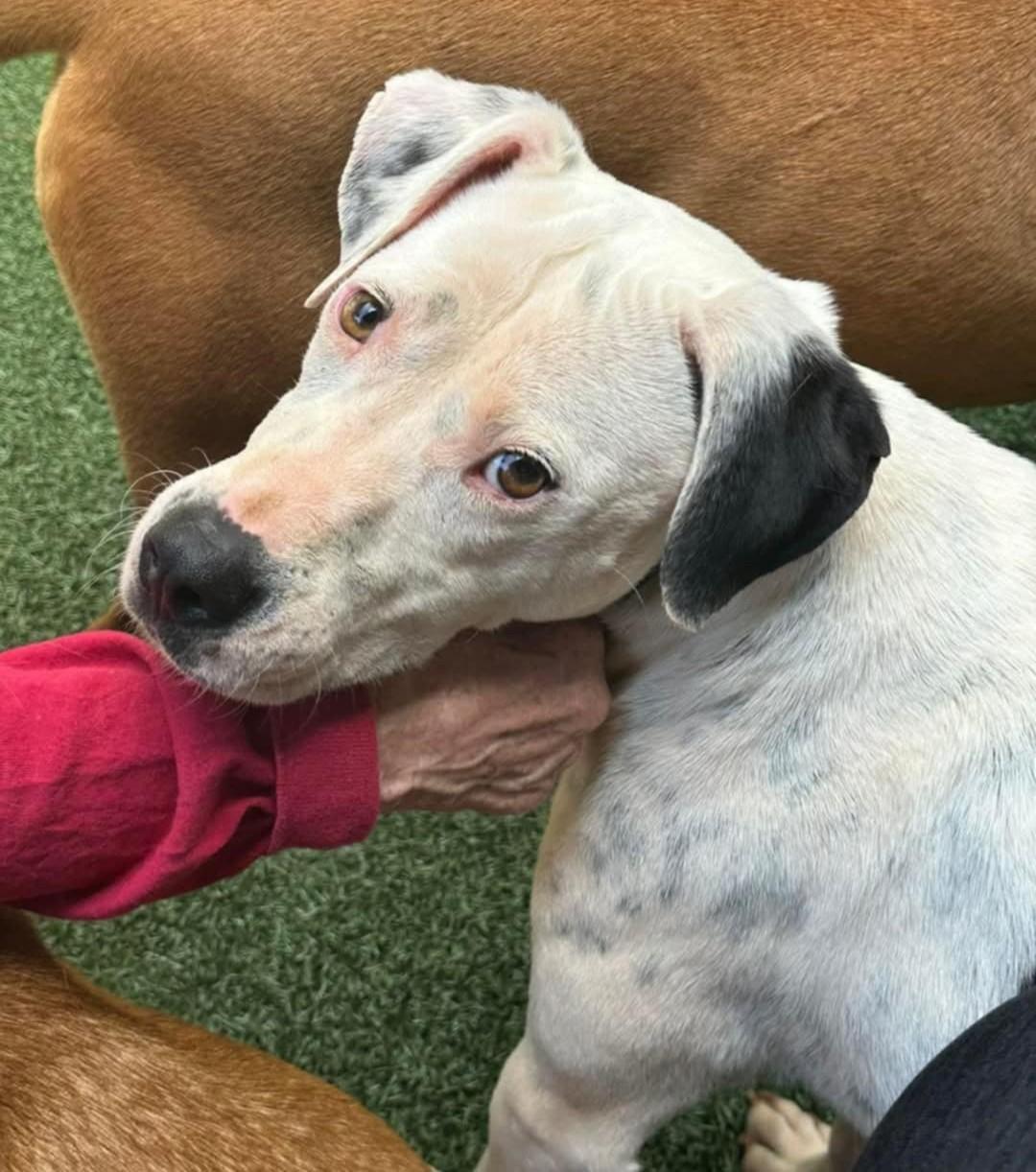 Enlarge Knox, a Adoptable mixed breed in Landrum, SC image 1/6