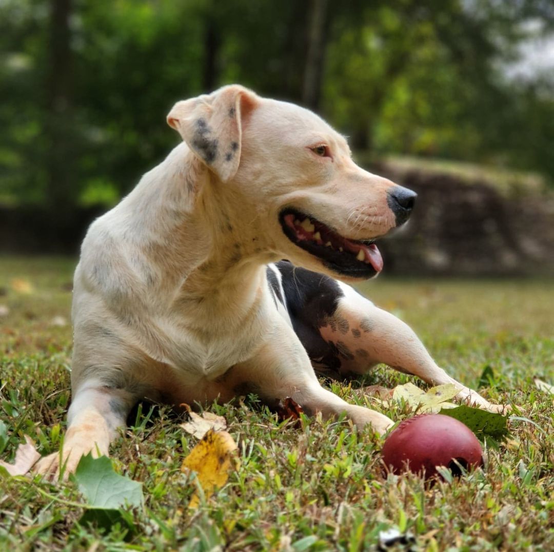 Enlarge Knox, a Adoptable mixed breed in Landrum, SC image 3/6