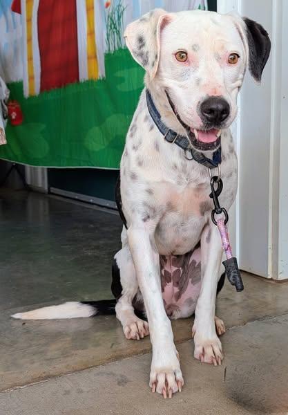 Enlarge Knox, a Adoptable mixed breed in Landrum, SC image 2/6