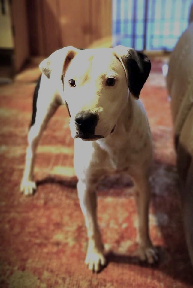 Enlarge Knox, a Adoptable mixed breed in Landrum, SC image 6/6