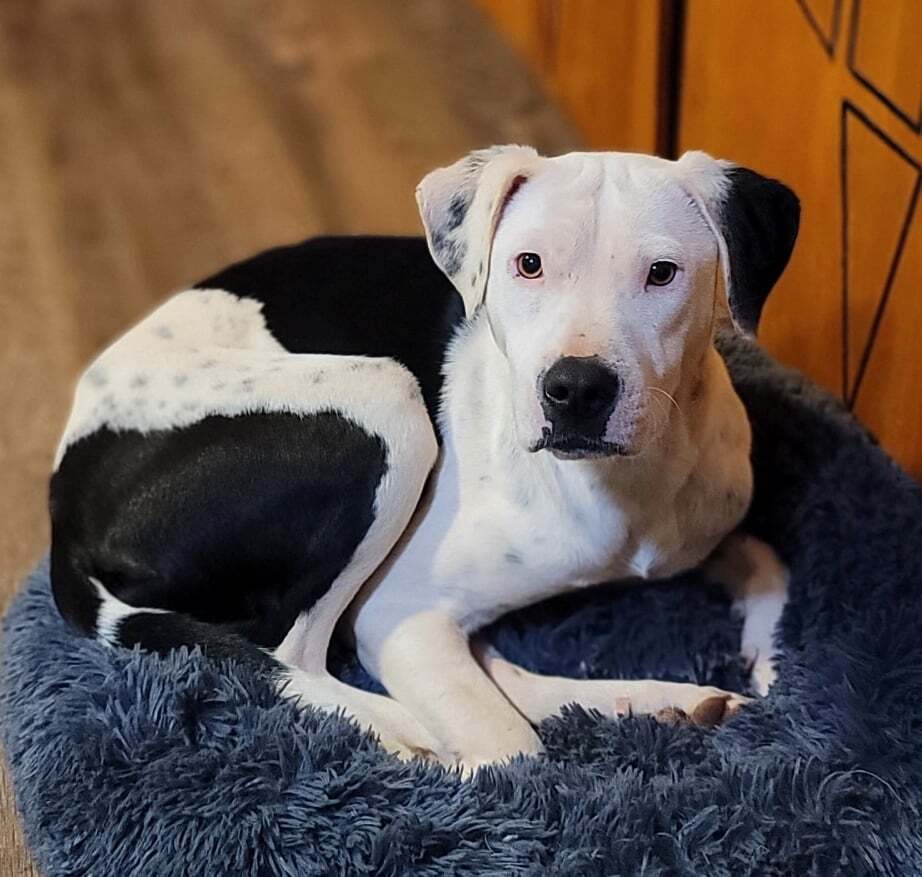 Enlarge Knox, a Adoptable mixed breed in Landrum, SC image 4/6