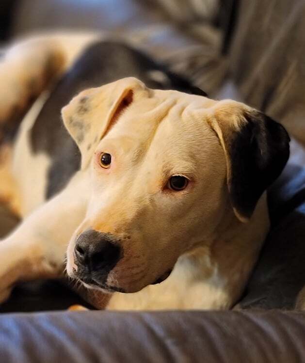 Enlarge Knox, a Adoptable mixed breed in Landrum, SC image 5/6