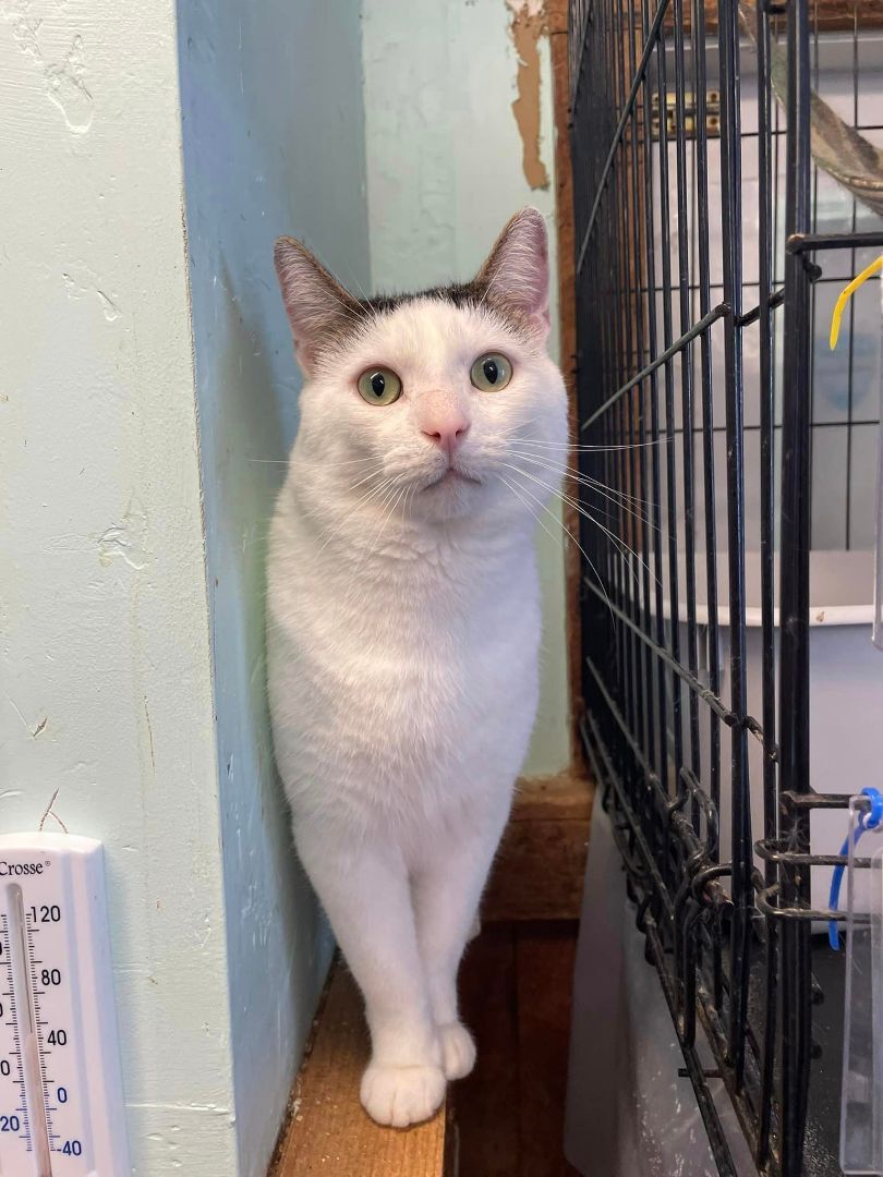 Whoopa, a Adoptable Domestic Short Hair in Woodstock, CT image 1/11