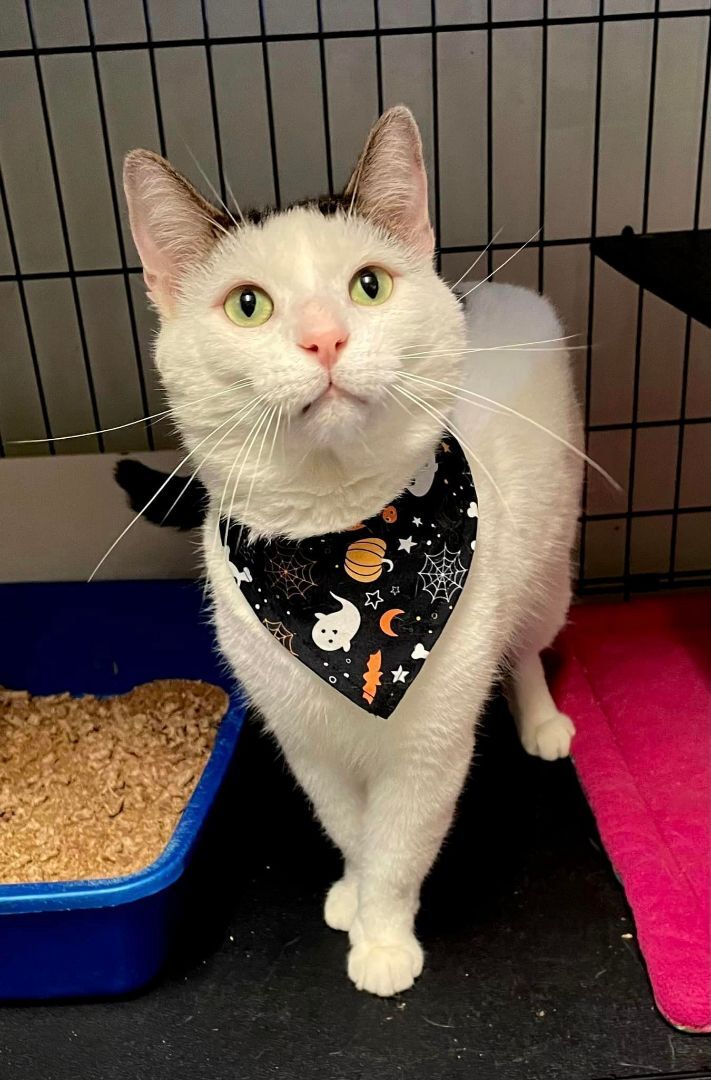 Whoopa, a Adoptable Domestic Short Hair in Woodstock, CT image 2/11