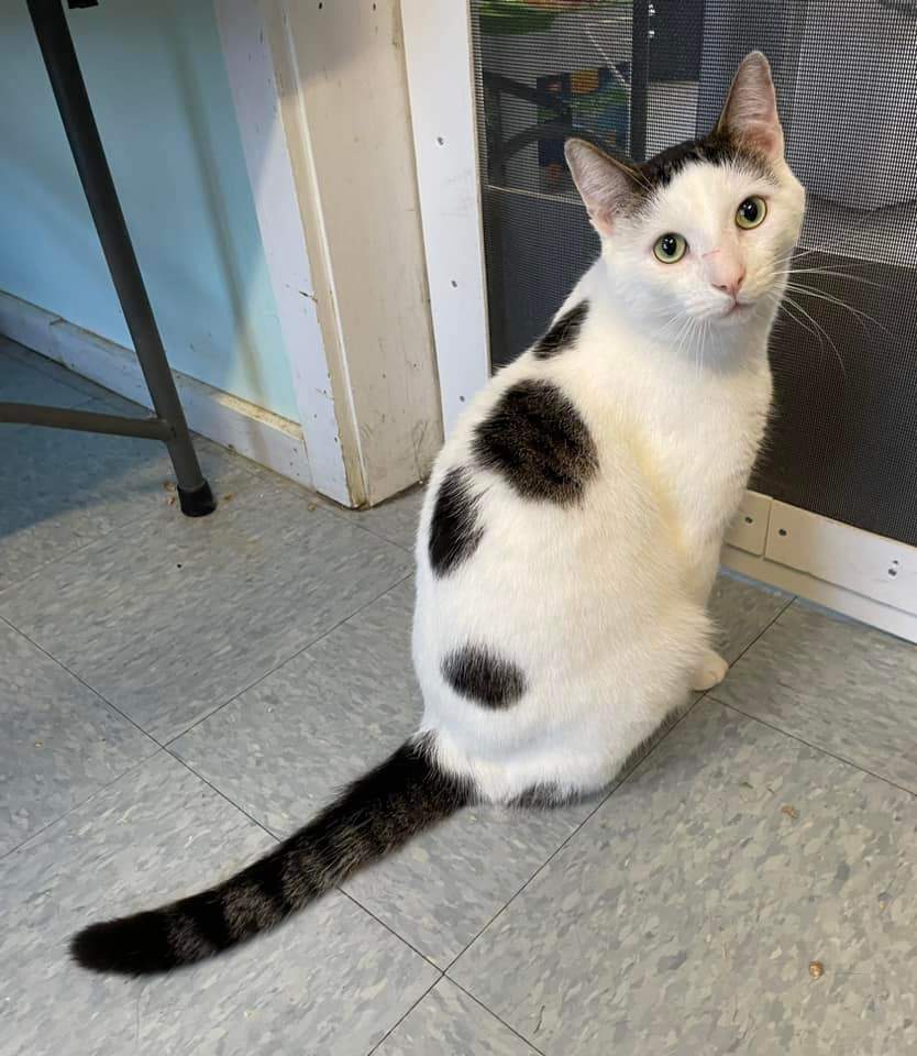 Whoopa, a Adoptable Domestic Short Hair in Woodstock, CT image 3/11