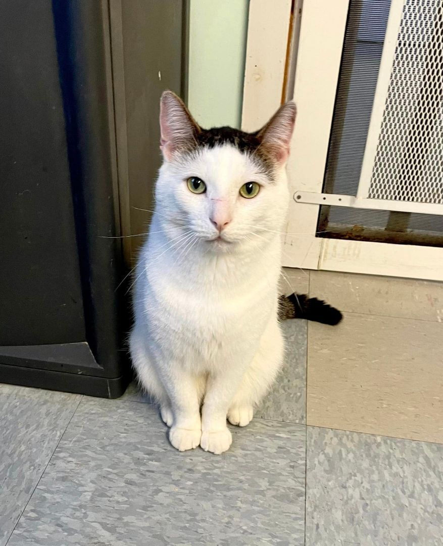 Whoopa, a Adoptable Domestic Short Hair in Woodstock, CT image 4/11