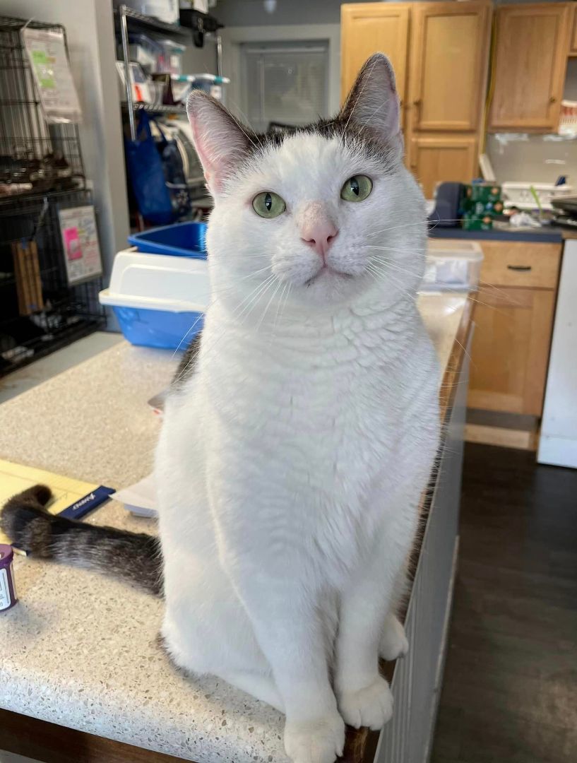 Whoopa, a Adoptable Domestic Short Hair in Woodstock, CT image 5/11