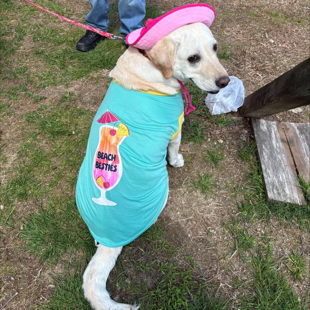 Chloe, Adoptable, Adult Female Yellow Labrador Retriever.