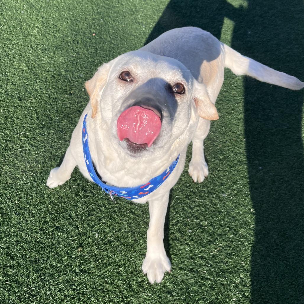 Chloe, Adoptable, Adult Female Yellow Labrador Retriever.