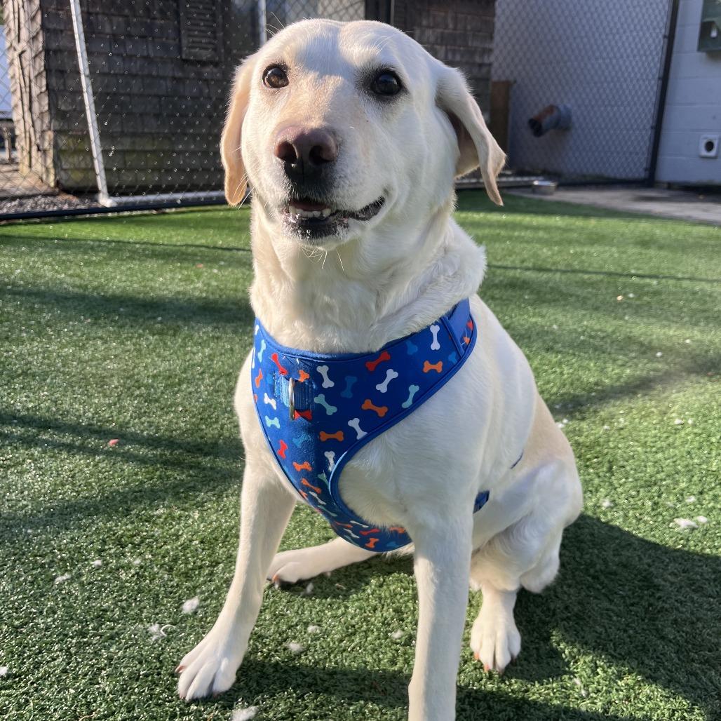 Enlarge Chloe, a Adoptable Yellow Labrador Retriever in Brockton, MA image 2/3