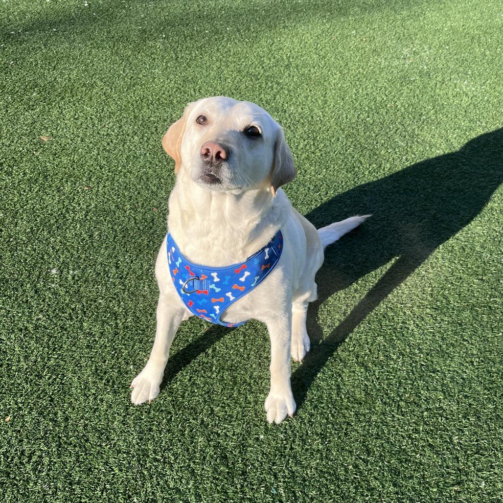 Enlarge Chloe, a Adoptable Yellow Labrador Retriever in Brockton, MA image 3/3