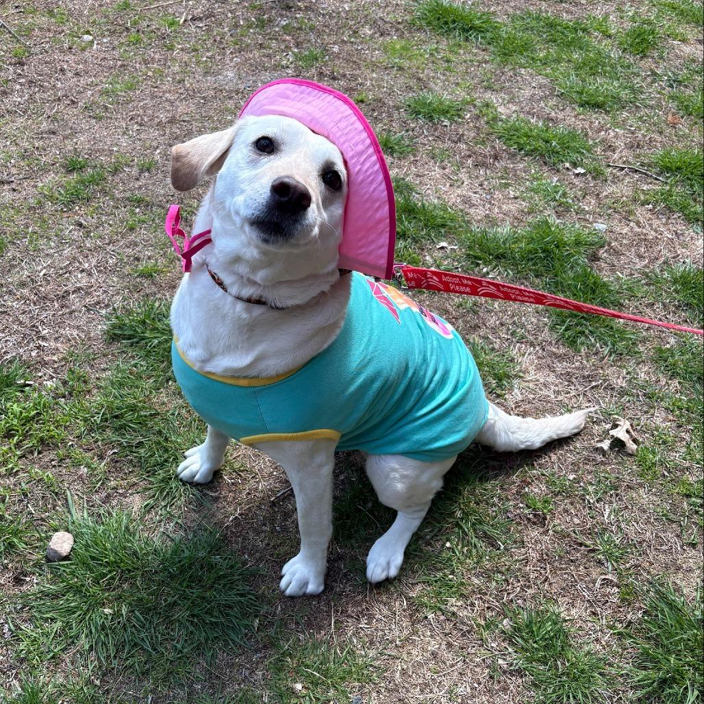 Enlarge Chloe, a Adoptable Yellow Labrador Retriever in Brockton, MA image 5/5