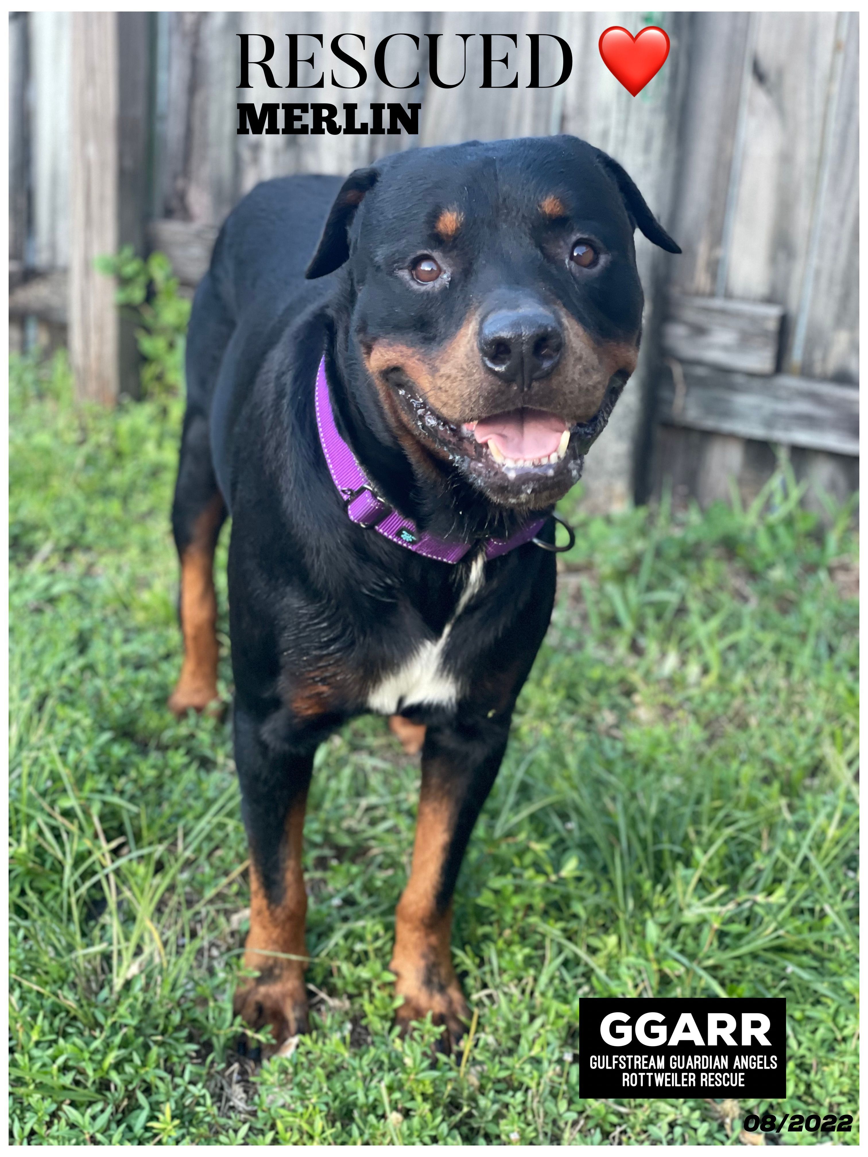 Enlarge Merlin, a Adopted Rottweiler in Hialeah, FL image 1/6
