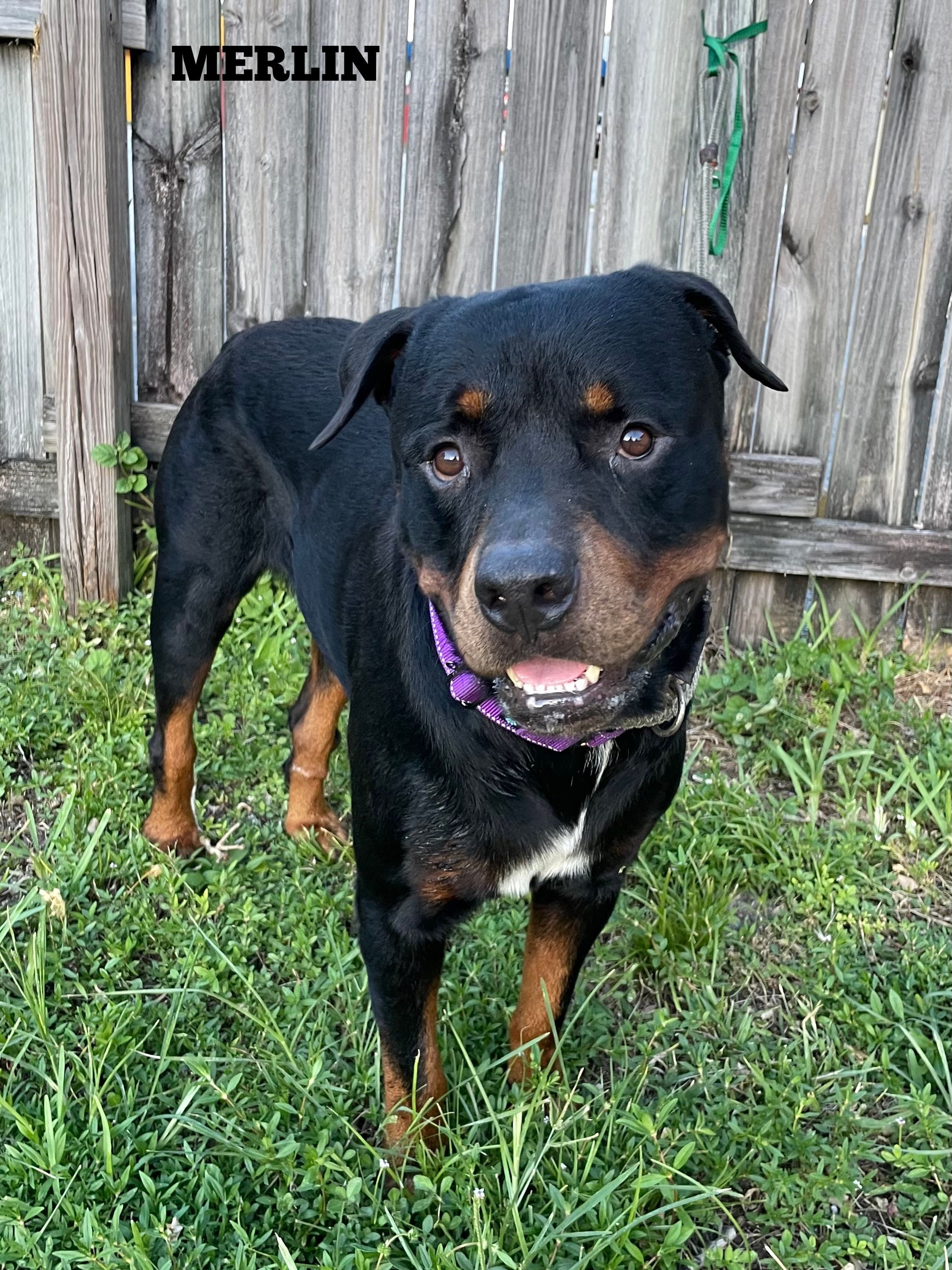 Enlarge Merlin, a Adopted Rottweiler in Hialeah, FL image 2/6