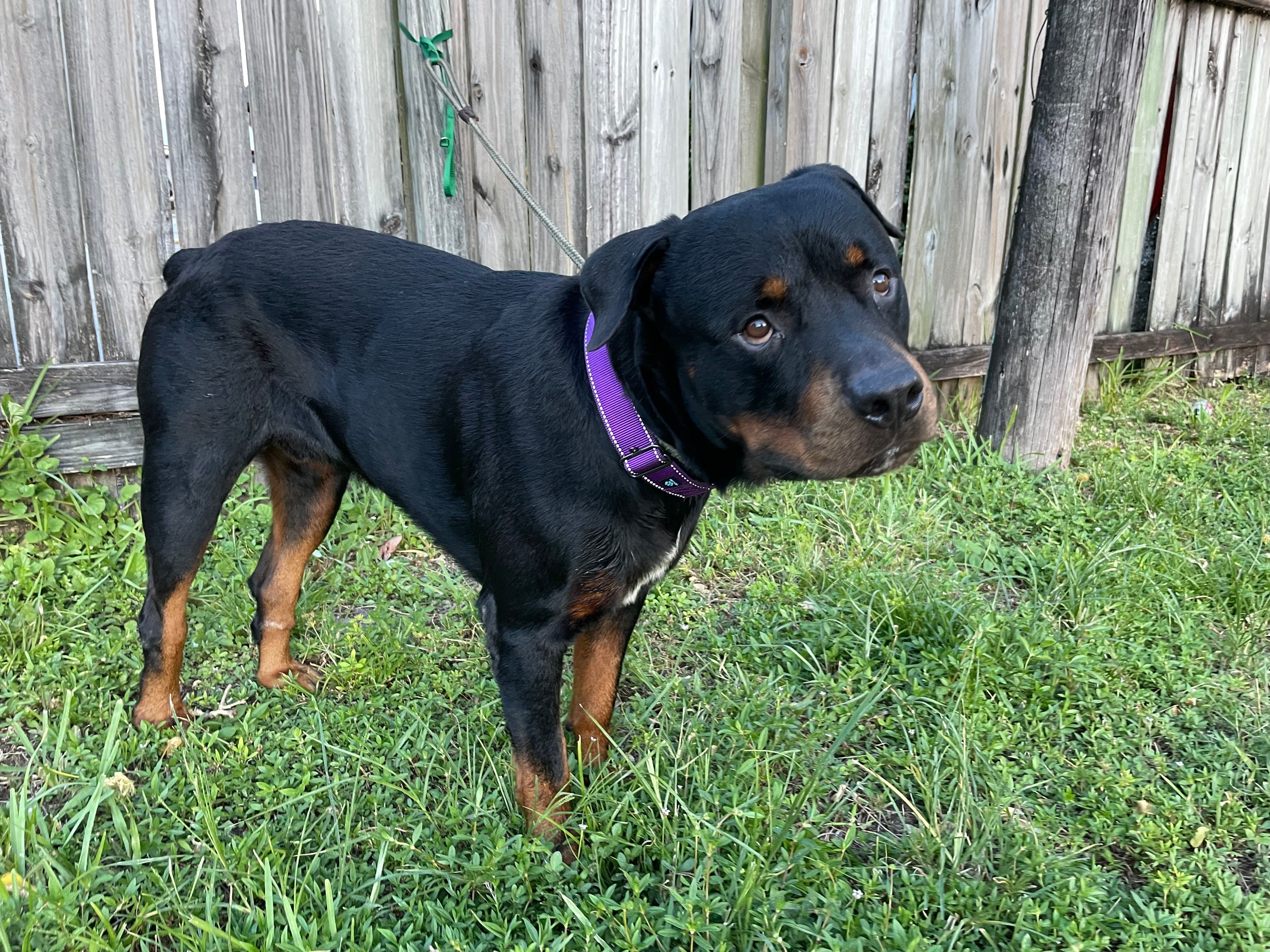 Enlarge Merlin, a Adopted Rottweiler in Hialeah, FL image 3/6