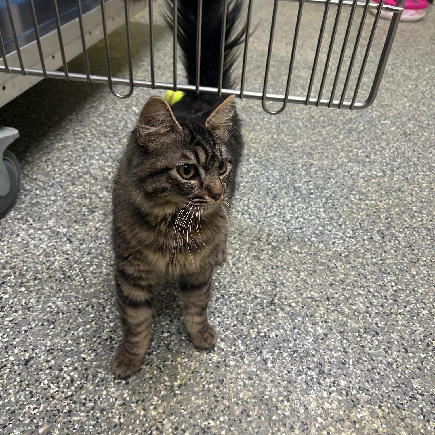 Murphy, an adoptable Domestic Medium Hair in Homer, AK, 99603 | Photo Image 2