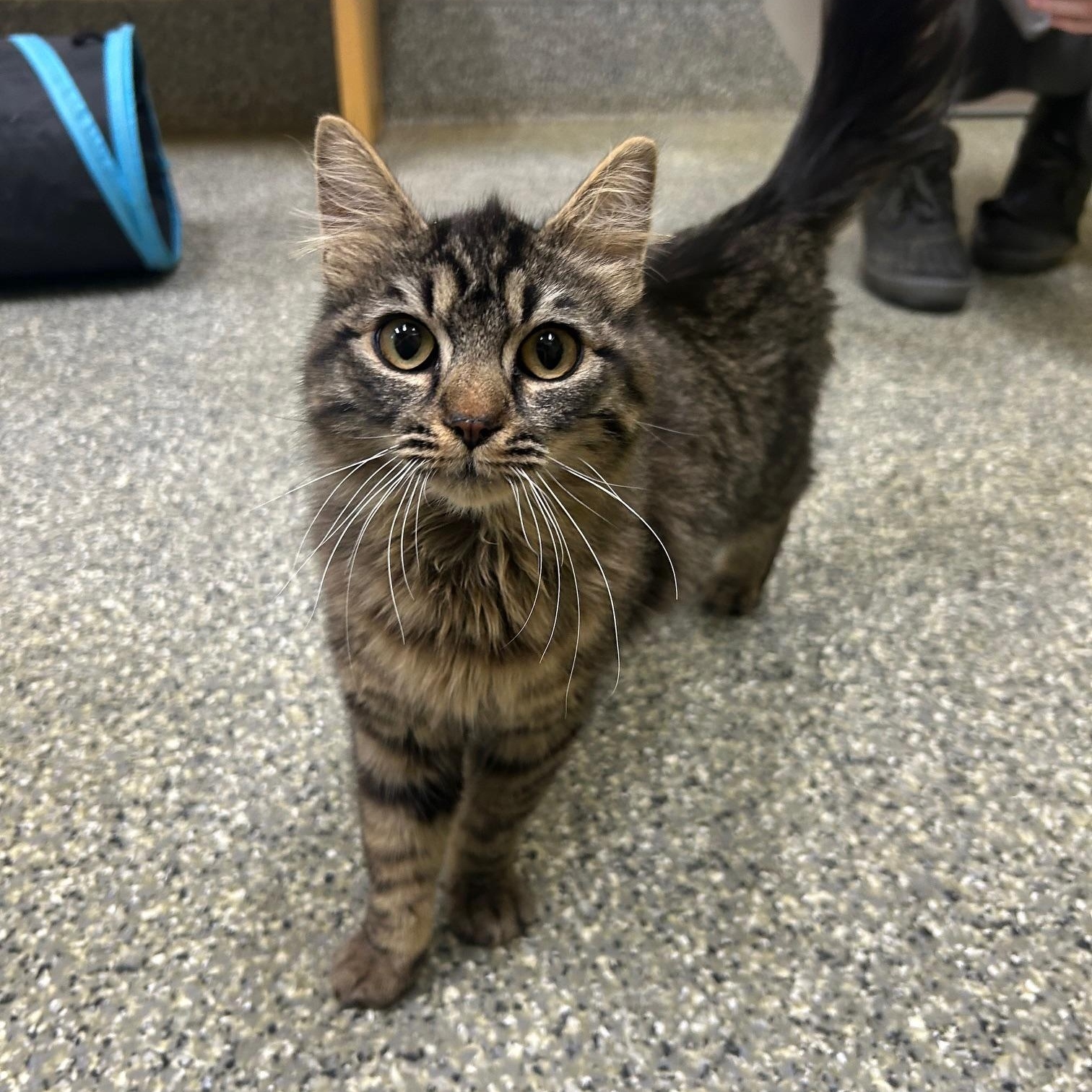 Murphy, an adoptable Domestic Medium Hair in Homer, AK, 99603 | Photo Image 1