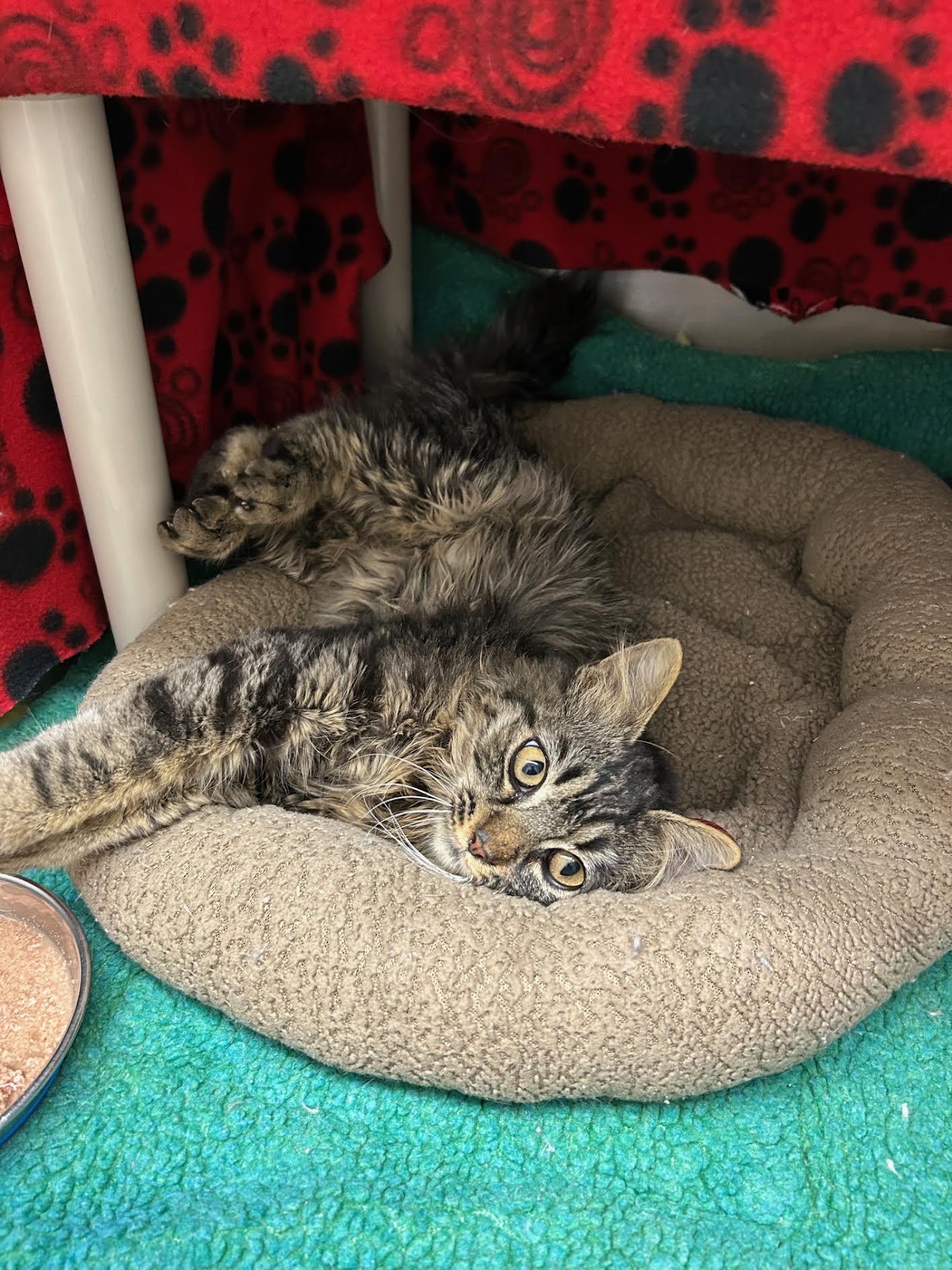 Murphy, an adoptable Domestic Medium Hair in Homer, AK, 99603 | Photo Image 3