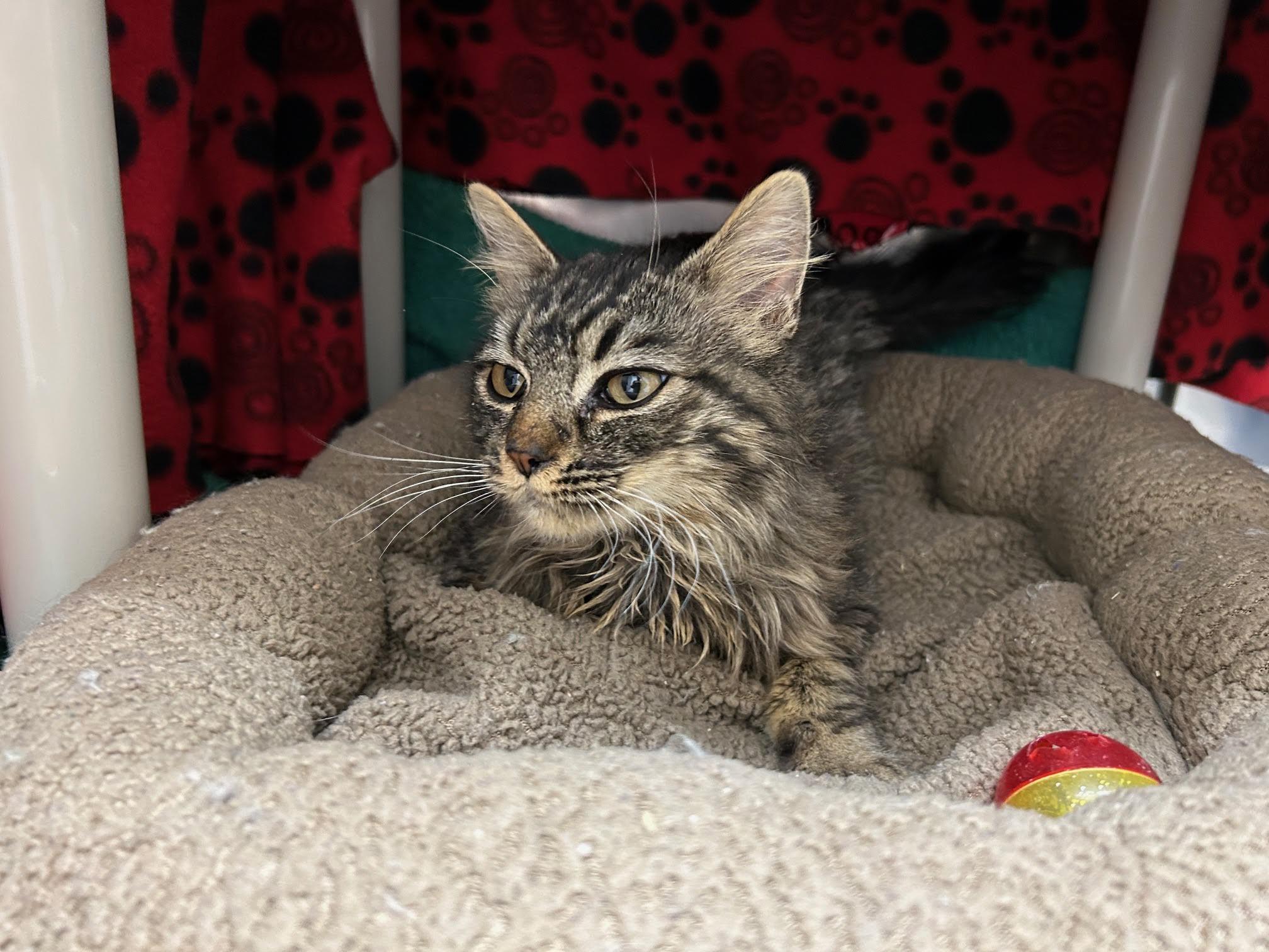 Murphy, an adoptable Domestic Medium Hair in Homer, AK, 99603 | Photo Image 4