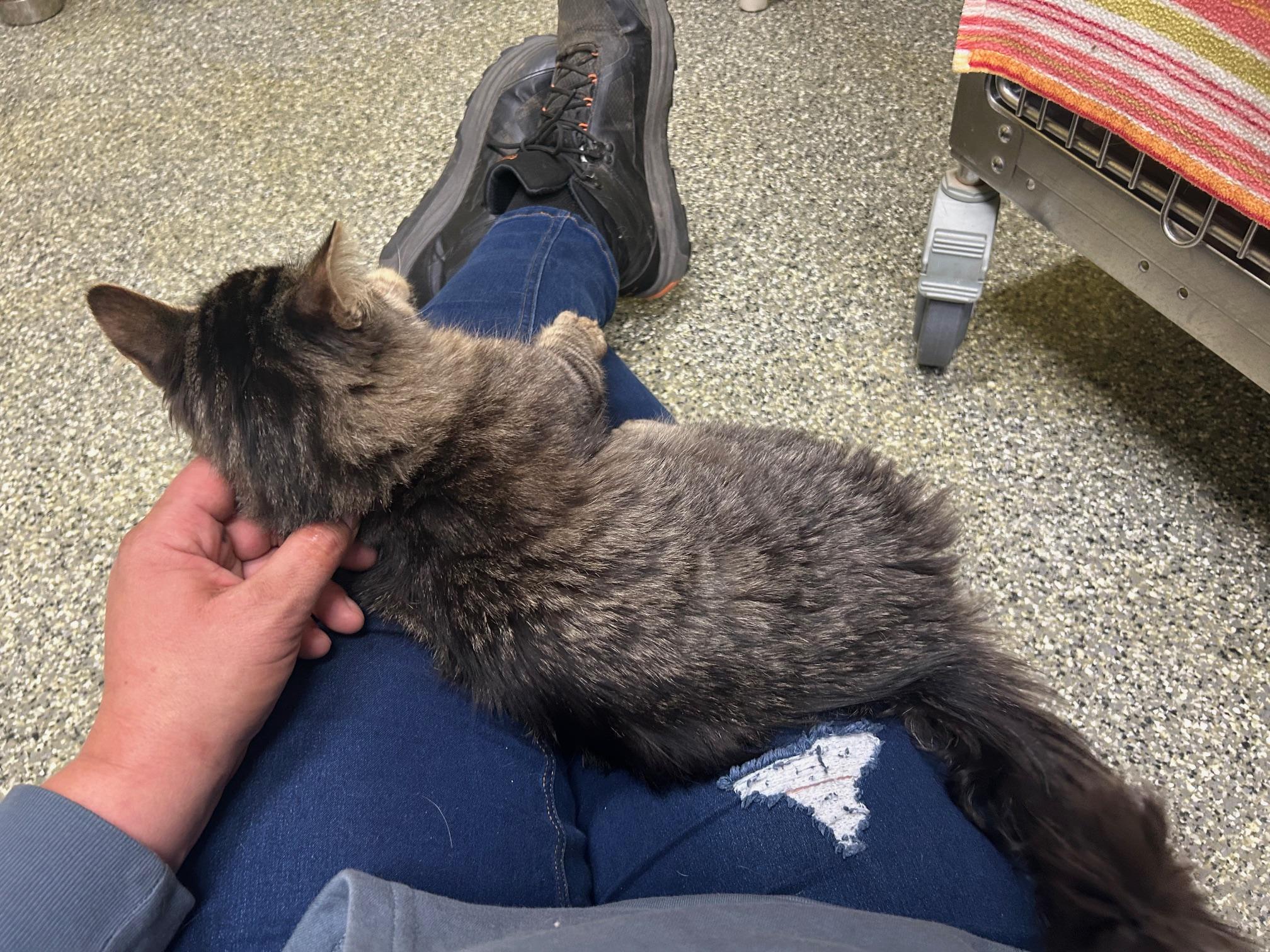 Murphy, an adoptable Domestic Medium Hair in Homer, AK, 99603 | Photo Image 5